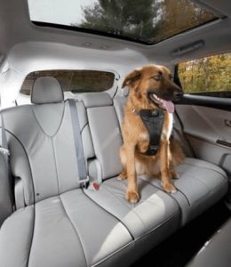 dog harness for car