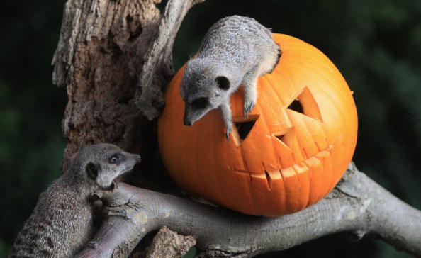 Animals Get Into The Spirit Of Halloween At Bristol Zoo Gardens